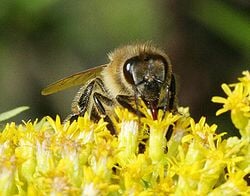 Con ong đang lấy mật hoa