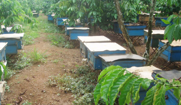 Trang trại ong trong vườn cà phê
