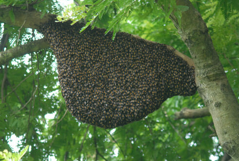 Tổ ong rừng